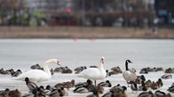 Swans and ducks on a small frozen urban bay with out-of-focus buildings in the background.