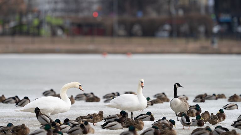 Joutsenet ja sorsat lepäävät jäätyneellä joella. Taustalla näkyy kaupungin rakennuksia.