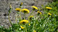 Maskrosor blommar en solig sommardag.