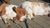 Bassethundarna Baloo och Molla tar sig en tupplur hos Heidi Rosqvist i Snappertuna.