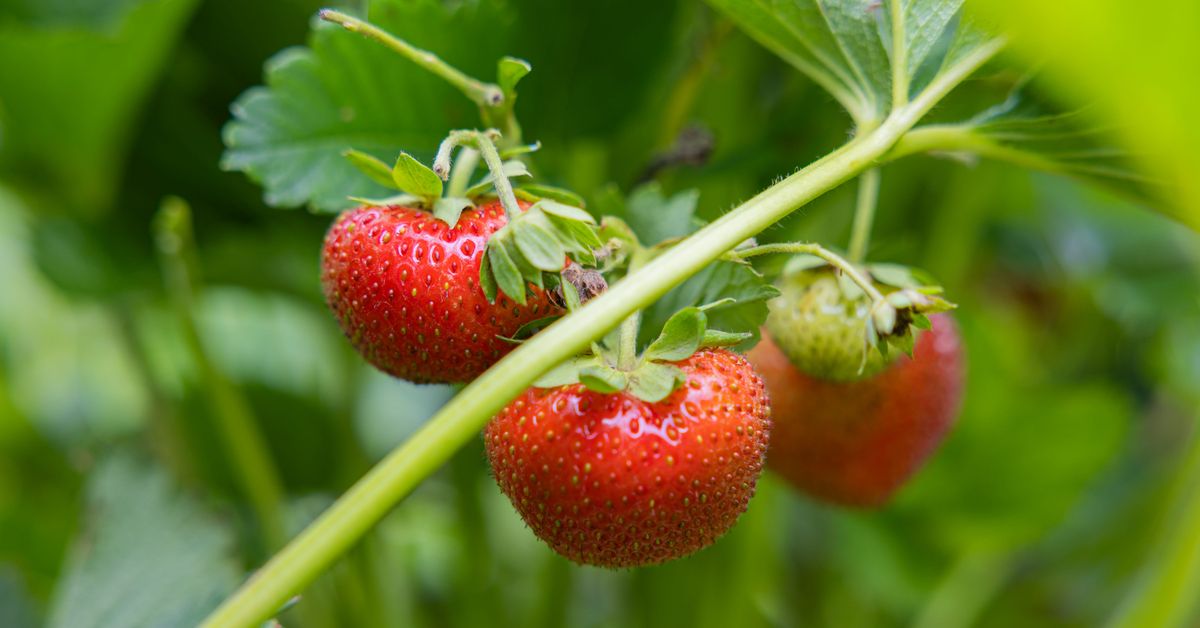 Finnish strawberries, early potatoes ripe for Midsummer feasts