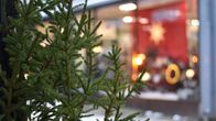 En julgran. I bakgrunden ett butiksfönster med julbelysning.