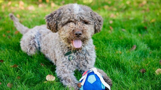 En lockig hund ligger på gräset med tassen på en blå- och röd fotboll med vita detaljer.
