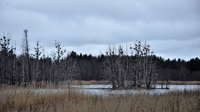 Merimetsot viihtyvät sisämaassa – Porin Enäjärvellä pesii lähes 2 000 ...