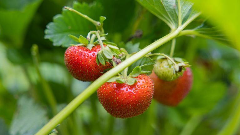 Three ripe strawberries hanging from a strawberry plant.