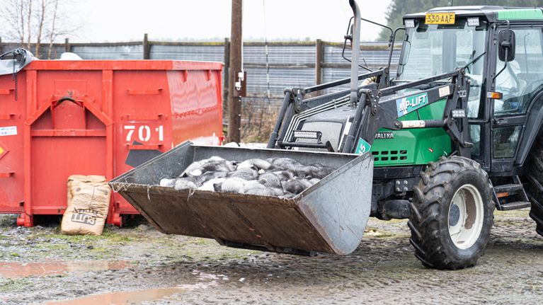 traktor med flak fullt av döda rävar