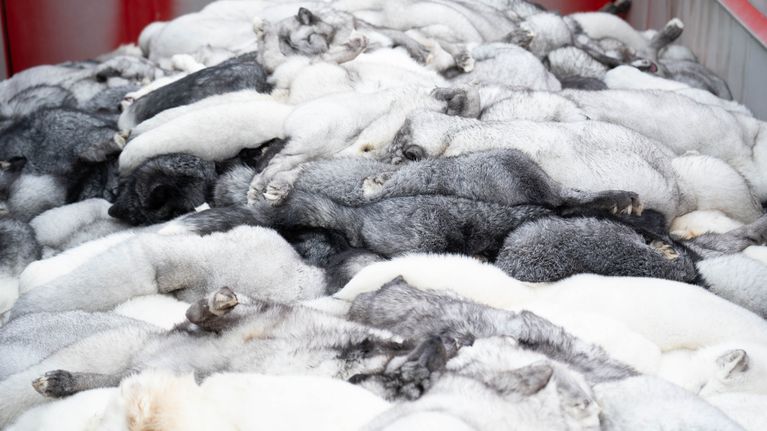 döda pälsdjur