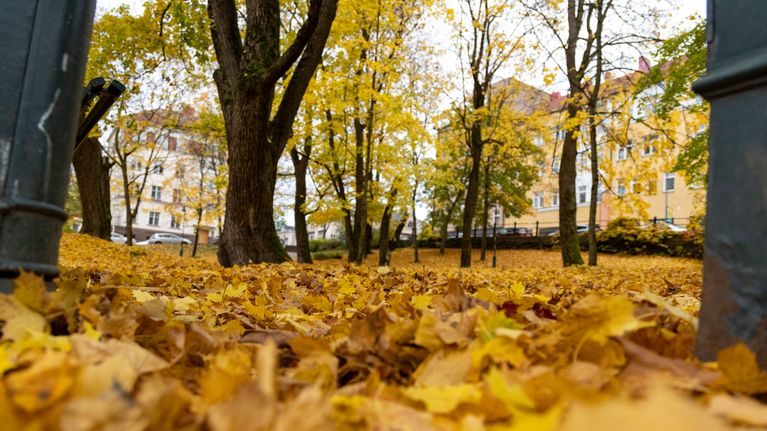 Kotkan Sibeliuksenpuisto. Maa täynnä keltaisia lehtiä.