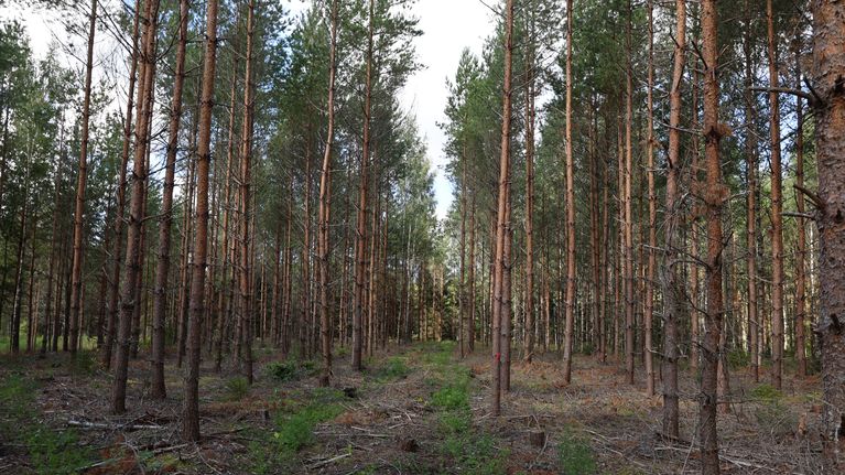 Tallskog med smala trädstammar och glest växtlager, marken täckt av ris och barr, en röd markering synlig på ett träd.