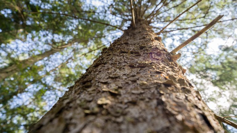 Ilmianna tärkeimmät puut Lappeenrannassa – kaupunkipuita kartoittava ...