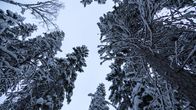 Lumisia puita vanhassa metsässä.