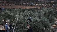 Palestinska familjer skördar oliver. 