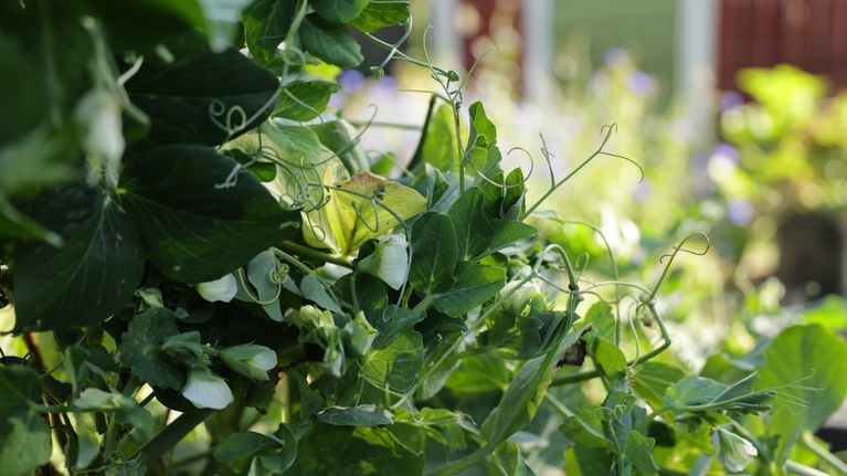 Blommande ärtplantor fotograferade på nära håll.