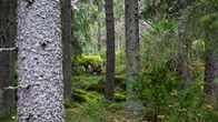 Tätt gammal skog och mossgrönt.