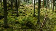 Vihreä metsämaisema, jossa maassa lepää kaatuneita puita ja sammal peittää maaperää.