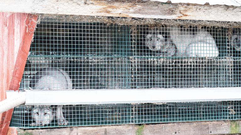 två rävar på en farm.