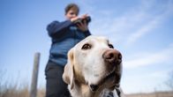 A Labrador Retriever.