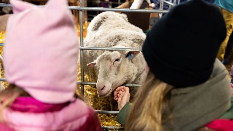 Lapset silittävät karitsaa Haltialan kotieläintilan lampolassa.