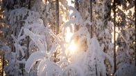 Faint sunlight through branches covered with heavy snow.