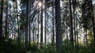 Aurinkoinen metsä.