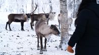 I förgrunden en kvinna som står med ryggen mot kameran och tittar på renar. Renarna går på snöig mark.