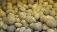 Potatis