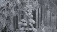 Luminen metsä ja lumen peittämiä puita.