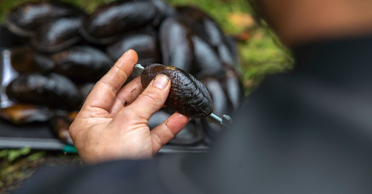 Raakun arvo nousee yli kaksinkertaiseksi, kun lajien rikoshyötyarvot ...