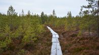 Helt åt skogen i Pomponrahka