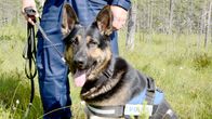 Kuvassa alle kahden vuoden ikäinen saksanpaimenkoira, joka toimii poliisikoirana.