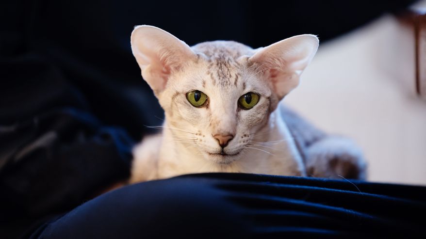 Vaalea kissa edestä kuvattuna lähikuvassa. Kissa istuu sylissä, mutta henkilö rajautuu kuvasta pois.