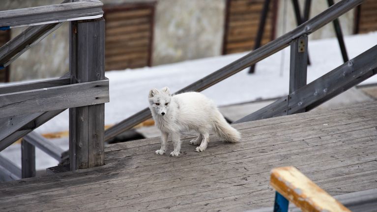 Naali Barentsburgissa, Huippuvuorilla.