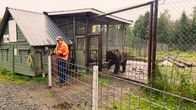 Kuusamon Suurpetokeskus 1.8.2024. Kuvassa Pasi Jäntti ja karhu.