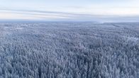 Luminen metsämaisema talvipakkasessa.