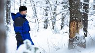 Kari Määttä seisoo lumisessa metsässä ja tarkastelee kuusen runkoa.