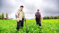 Roger Lindroos och Kim Ekström står på en åker med sudangräs