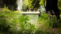 Eco weedkiller yrityksen laite käyttää kiehuvaa vettä lupiinien tuhoamiseen.