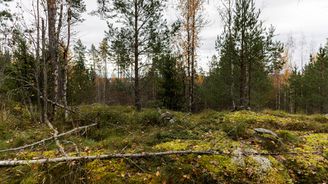 Epäillyn somekanavilla näkynyt "alttari" metsässä.