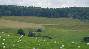 Peltoaukea, jolla on valkoisia pyöröpaaleja eri kohdissa, taustalla metsäinen kukkula ja pilvinen taivas.