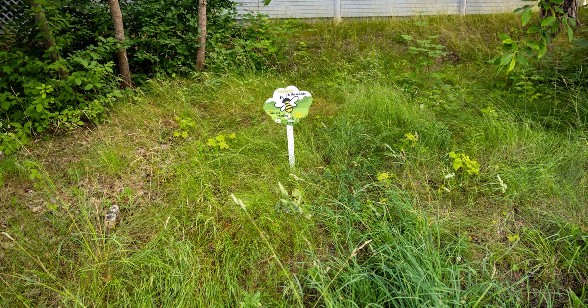 Osa opiskelijatalojen pihoista jätetään pääkaupunkiseudulla lähes hoitamatta, jotta niihin syntyisi niittyjä