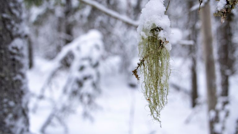 Naavaa roikkuu puun oksasta talvisessa metsässä.