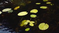 Veden pinnalla kelluu useita kellertäviä lumpeenlehtiä, taustalla tummaa vettä. Kuvassa ei ole tekstiä.