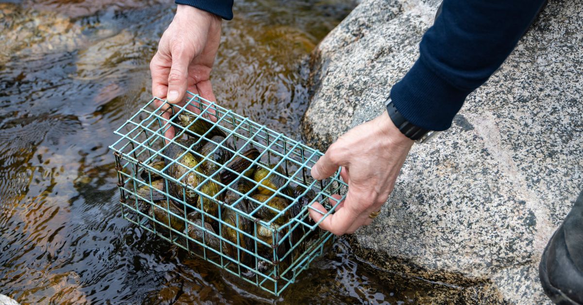 Järvisimpukka poistaa vedestä bakteereja ja sameutta – Laukaassa tutkitaan simpukan puhdistustehoa