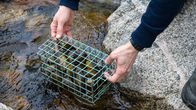Järvisimpukoita lasketaan pienessä korissa puroon.