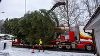 Suuri joulukuusi on kaadettu, ja se on nostettu rekan kyytiin.
