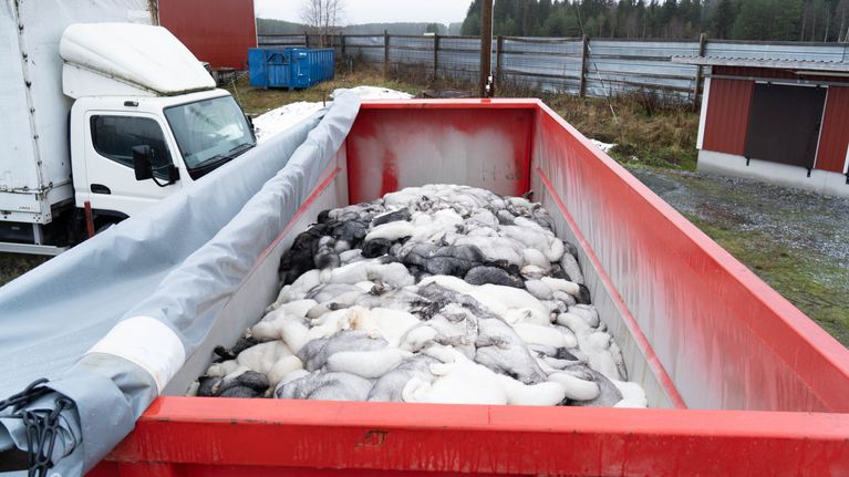 döda rävar i container.