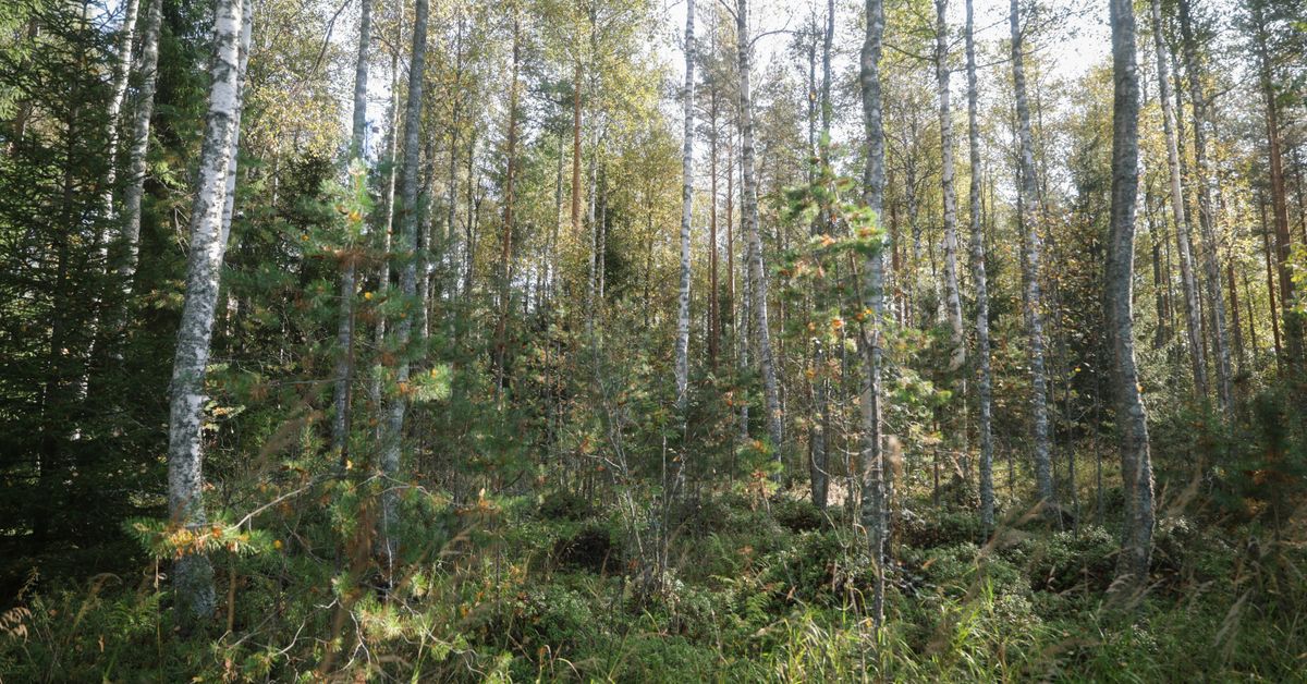 yle.fi