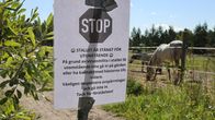 En skylt med texten "STOP. Stallet är stängt för utomstående" sitter på ett rep framför en hage med en häst.