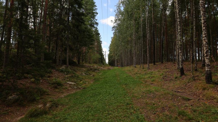 En skogsglänta med gräsbevuxen mark, omgiven av träd och elledningar som löper över området. En bit bort finns en discgolfkorg för frisbeegolf.