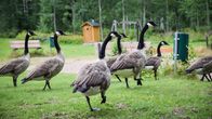 Hanhet ovat ulostaneet Sammonlahden rantaan 